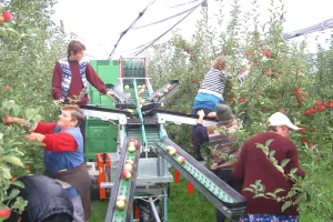 Do jeseni intenzivni inspekcijski nadzori sezonskog zapošljavanja