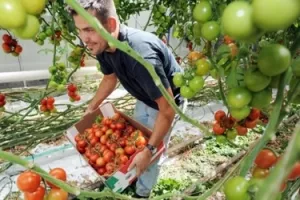 Veliki porast: Koje se voće i povrće najvi&scaron;e proizvodi u Hrvatskoj?