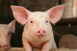 Švicarska će zabraniti uvoz svinja iz nekih dijelova Hrvatske