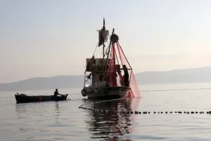 Danas se godišnje jede dvostruko više ribe nego prije 50 godina