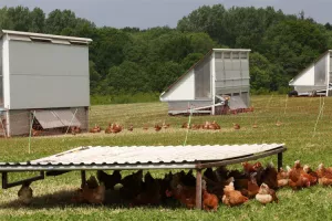 Hrvatska ostvarila najveći rast povr&scaron;ina pod organskim uzgojem hrane u EU