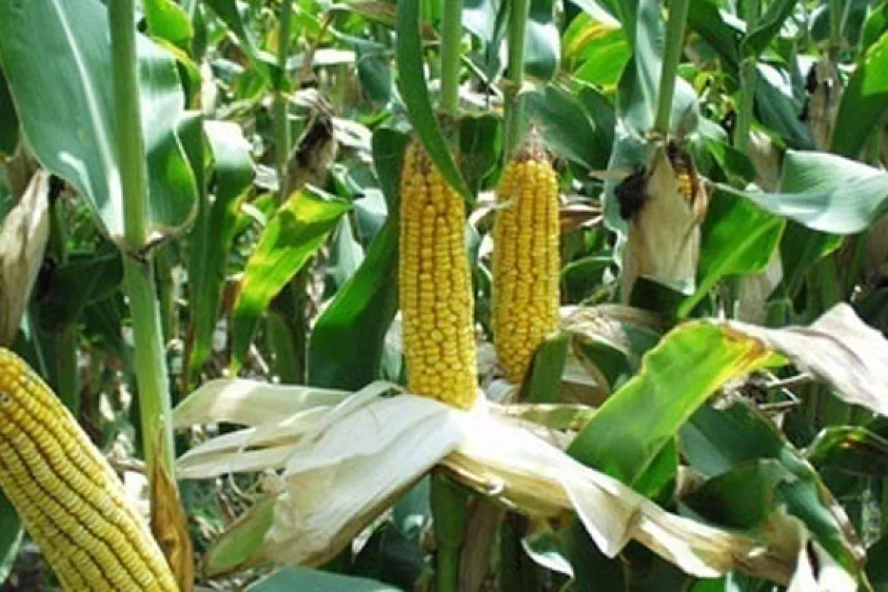 Hoće li čvrste cijene biti na snazi kada i Brazil krene sa otpremom svoje robe?