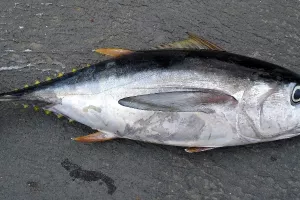 Prva ovogodišnja tuna teška 405 kilograma prodana na dražbi za 330 tisuća dolara