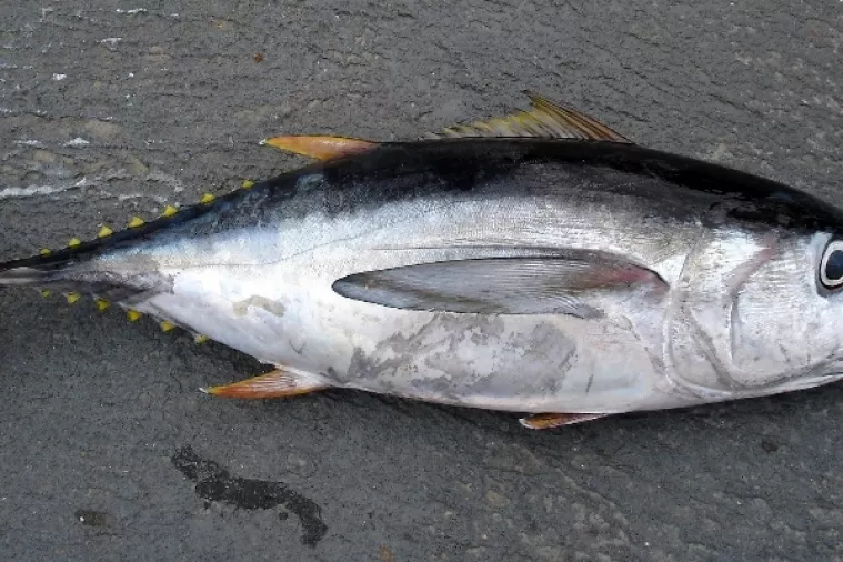 Prva ovogodišnja tuna teška 405 kilograma prodana na dražbi za 330 tisuća dolara