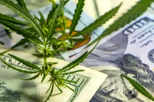 Dok čekaju legalizaciju rekreativne marihuane, kanadske tvrtke 'mahnito' traže djelatnike