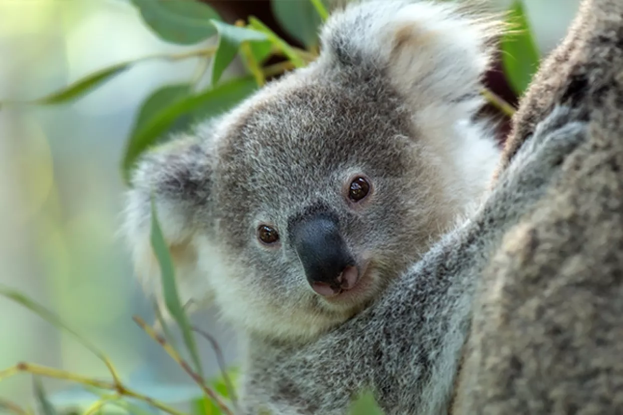 Australija ulaže milijune u spas simpatičnih krznatih tobolčara