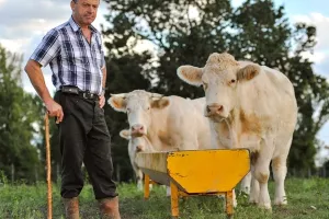 Poljoprivrednici moraju na besplatnu naobrazbu o dobrobiti životinja kako bi dobili potpore