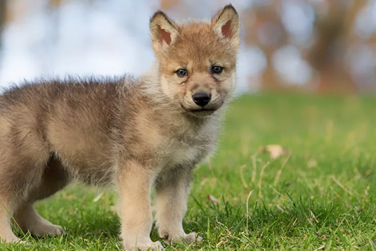 U zagrebački ZOO došao podmladak - tri vučića