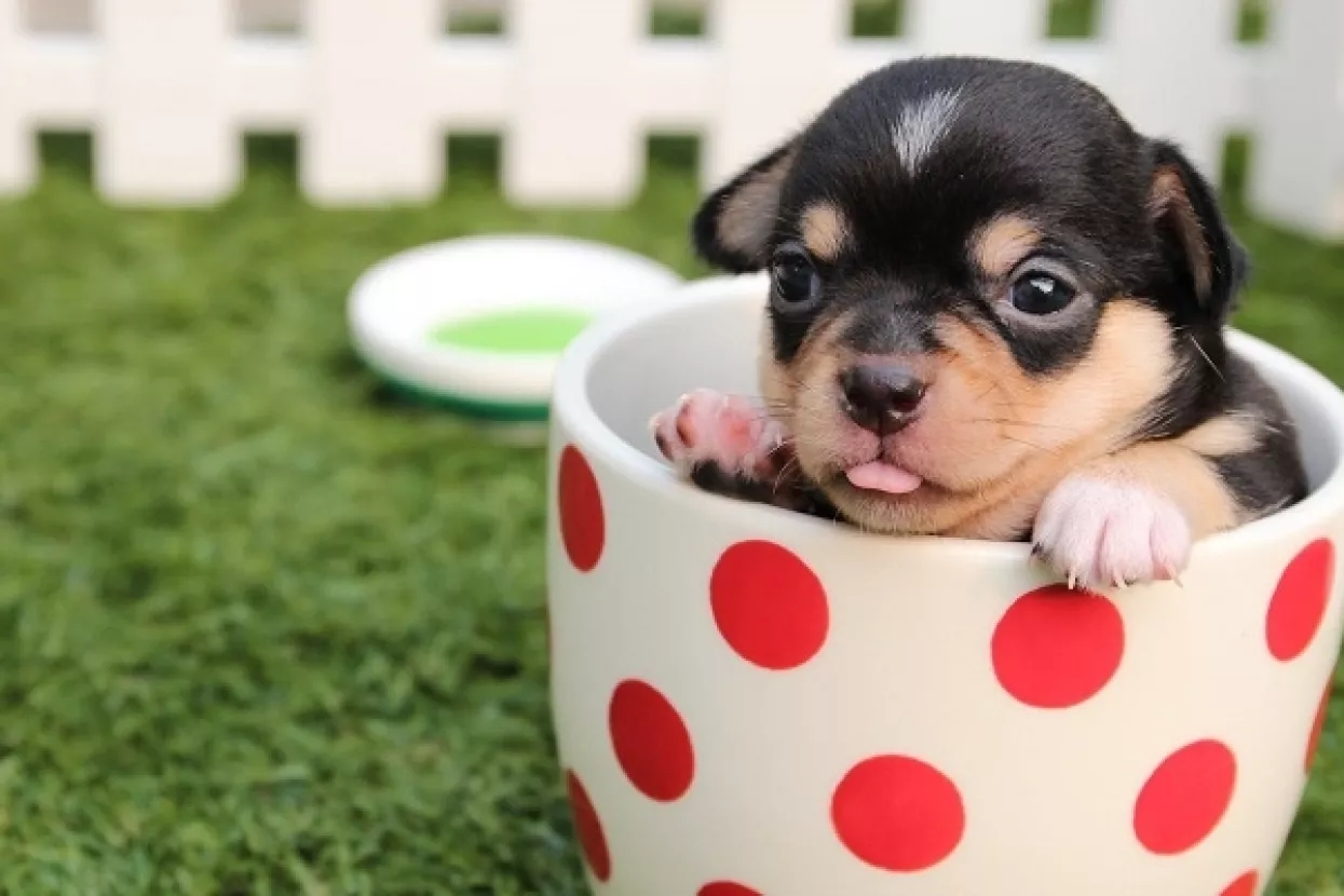 Psi i mačke dobili svoje pivo i vino - Bottom Sniffer i Pawsecco