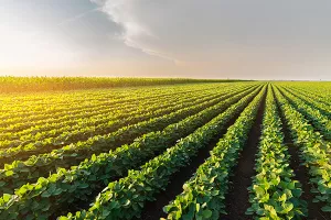 Više uvoza soje iz SAD-a neće štetiti poljoprivrednicima EU