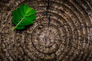 Tvrtka Pervanovo preuzima Furnir Otok