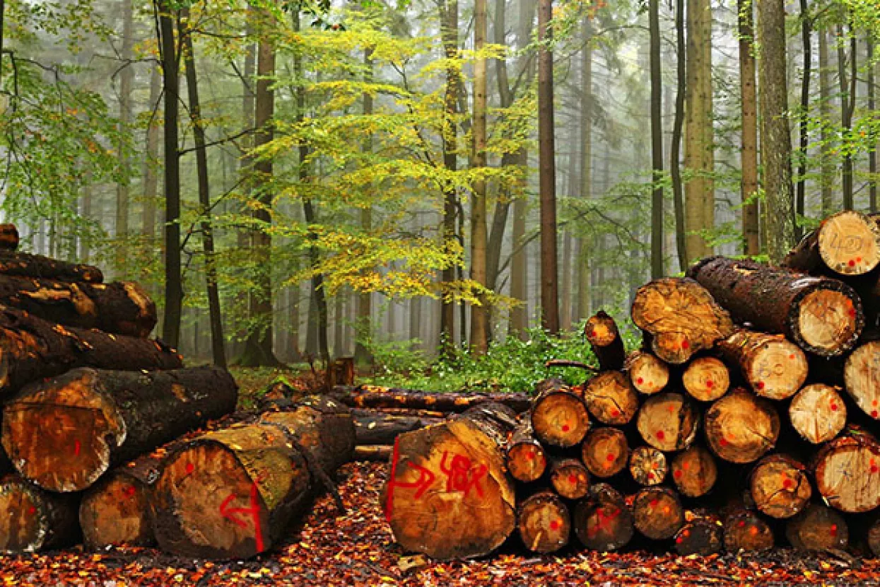Proizvodnja drva lani 3,1 posto manja, cijene za 3,3 posto niže