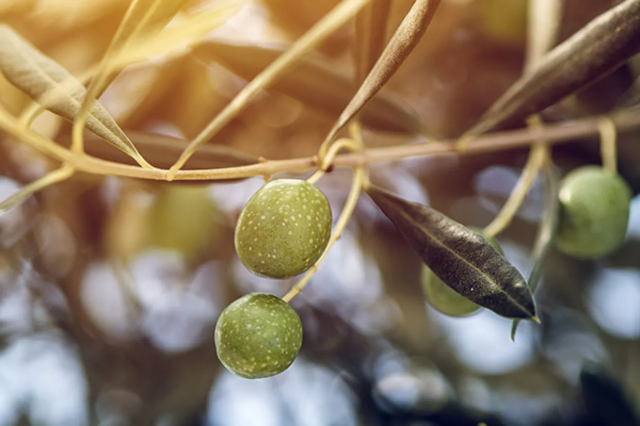 Proizvođačke cijene poljoprivrednih proizvoda porasle za 3,4 posto