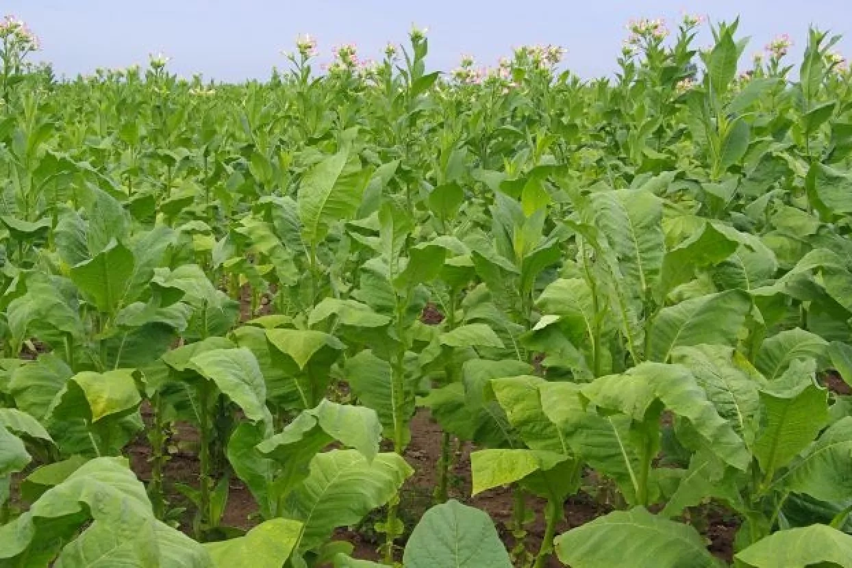 Provode li Turci dubinsko snimanje Agroduhana?