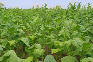 Provode li Turci dubinsko snimanje Agroduhana?