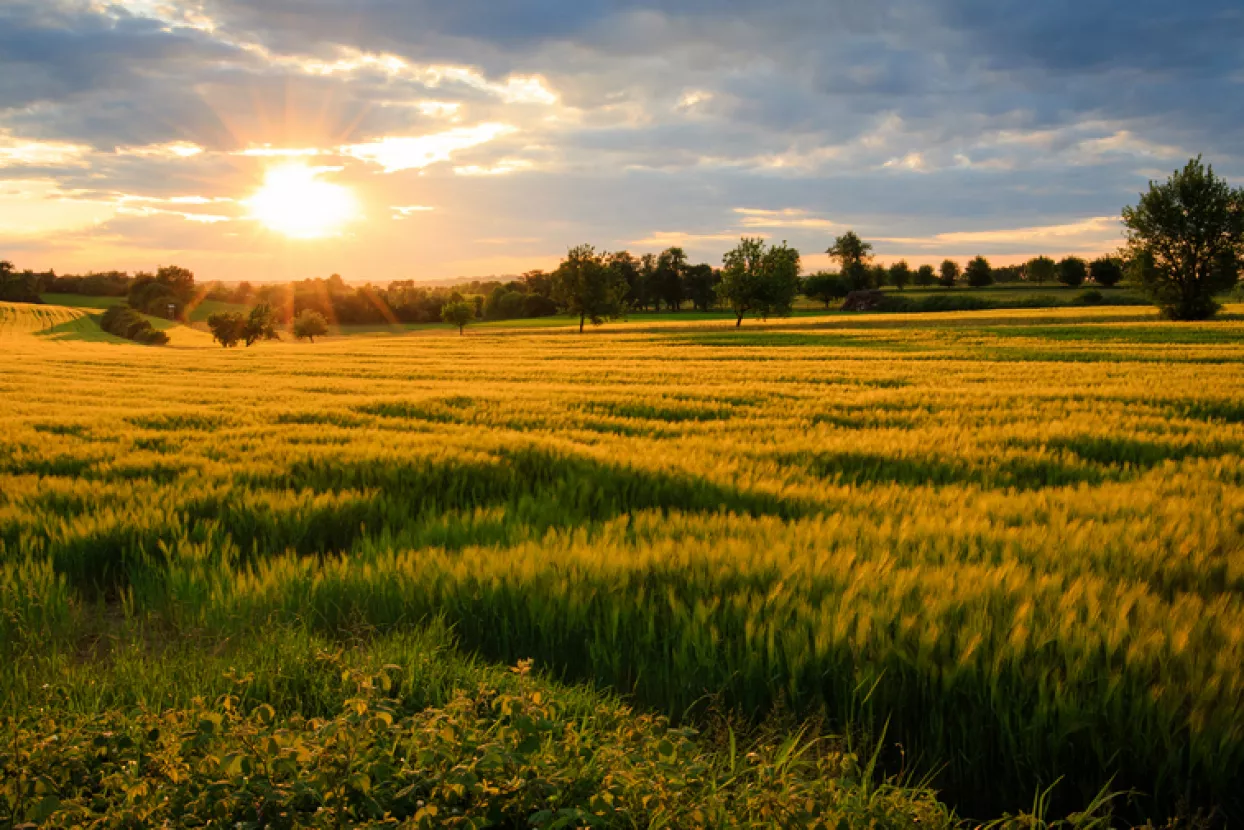 U staklenike za rajčice žele uložiti 18 milijuna eura, pomozite im pronaći 'ravnicu iz snova'