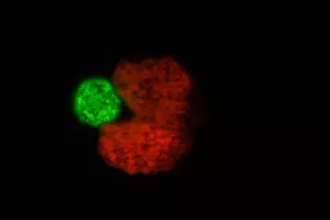 Roboti su se počeli razmnožavati