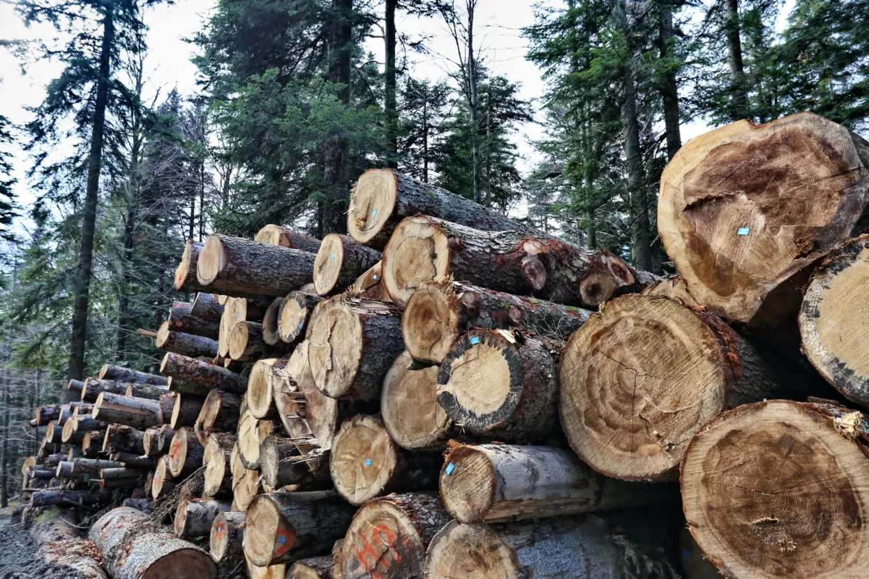 Sječe li se bespravno šuma? U dvije i pol godine bilo je više od pet tisuća nadzora zbog kršenja propisa