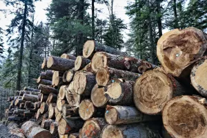 Sječe li se bespravno šuma? U dvije i pol godine bilo je više od pet tisuća nadzora zbog kršenja propisa