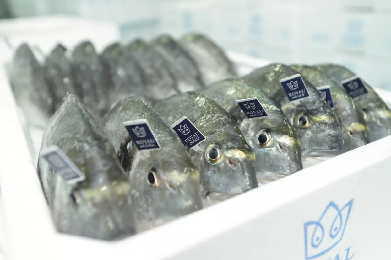 [Poslovni putopis] Orada Adriatic udvostručila prihode u pet godina, a sa strate&scaron;kim partnerom rasla bi jo&scaron; brže