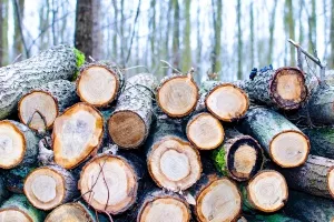 Sindikat zadovoljan novim šefom HŠ, Požgaj želi promjene u poslovanju