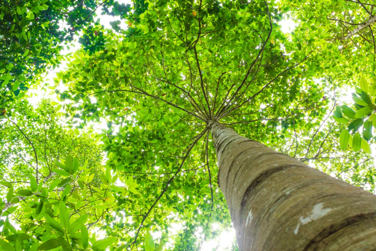 stablo, drvo, &scaron;uma