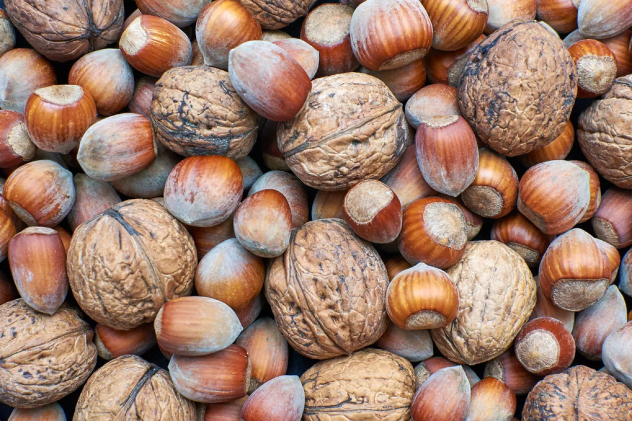 orasi, lje&scaron;njaci, orah, lje&scaron;njak, ora&scaron;asti plodovi