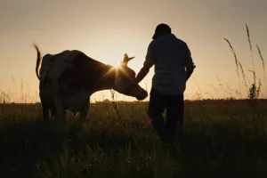 farma, farmer, krava, govedo, stoka