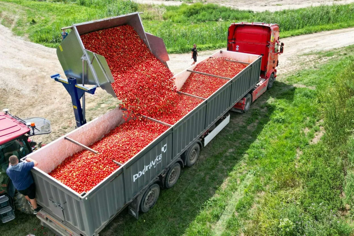 Podravka poljoprivreda, proizvodnja rajčice