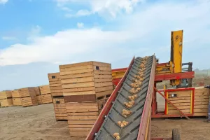 Vađenje krumpira - Podravka Agri