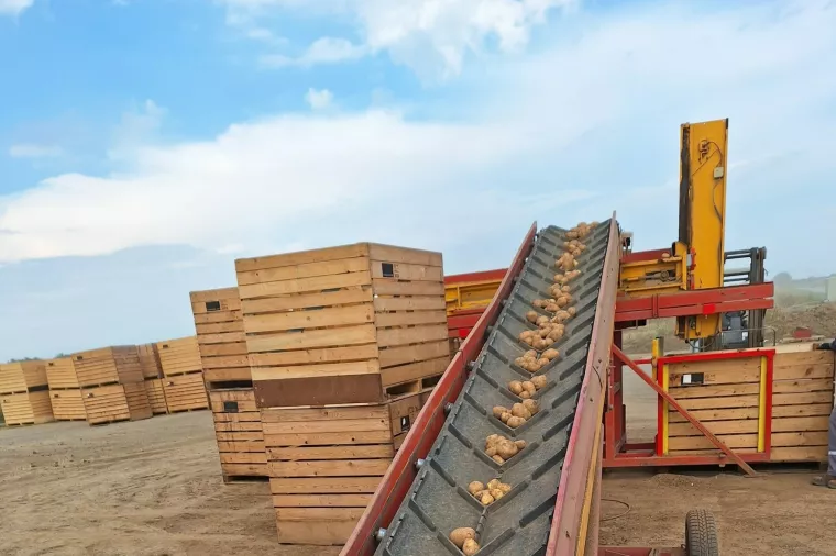 Vađenje krumpira - Podravka Agri