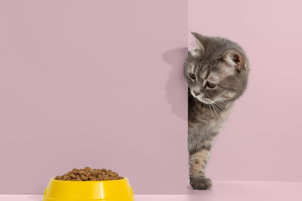 Mačka, izbirljiva, hrana, zdjela, mačja hrana