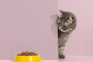 Mačka, izbirljiva, hrana, zdjela, mačja hrana