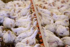 Farme pilića u ZagorjuFarma &Scaron;krlec, Konj&scaron;čina