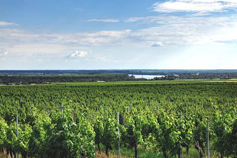 Vinogradi Royal Hilla u Erdutu